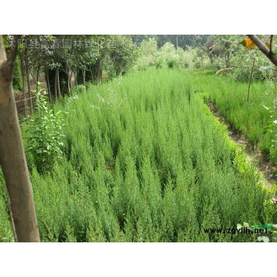 花境植物繡球莢蒾加侖盆苗 杯苗 袋苗 大桶苗 產地批發 價格