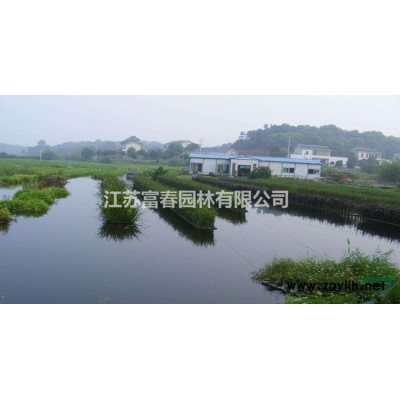 苗圃長期供應(yīng)夏橡樹小苗規(guī)格*價格合理歡迎您采購