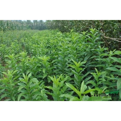 臭牡丹花境植物加侖盆苗杯苗袋苗 大桶苗 產(chǎn)地直銷苗圃價(jià)格