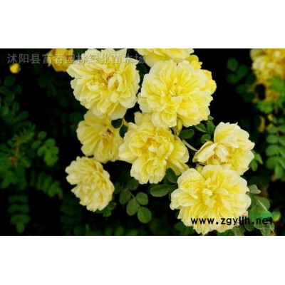 冬紅衛(wèi)矛彩葉衛(wèi)矛 花境植物 加侖盆苗 杯苗 袋苗大桶苗 價(jià)格