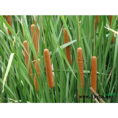 大量出售 冬青 冬青苗 直立冬青 直立冬青籬 綠化苗木