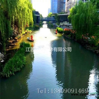大花六道木 金邊大花六道木 花葉落實基地直銷 工程綠化