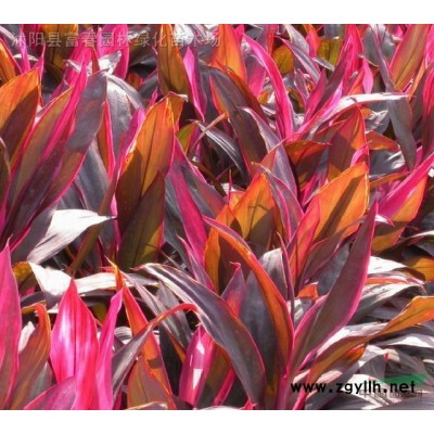 羽毛楓 土球好 冠幅好 花灌木 地被 球類 色塊類 草花類