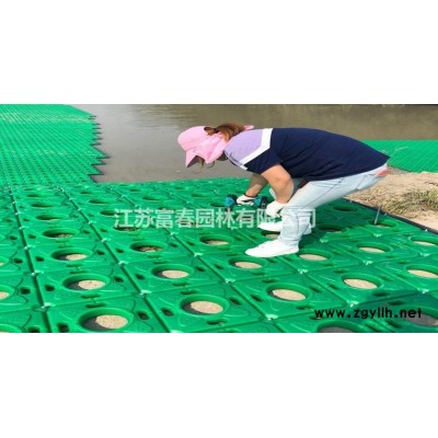 出售四季常青無刺枸骨球 圣誕果 無刺枸骨果 大小規格*