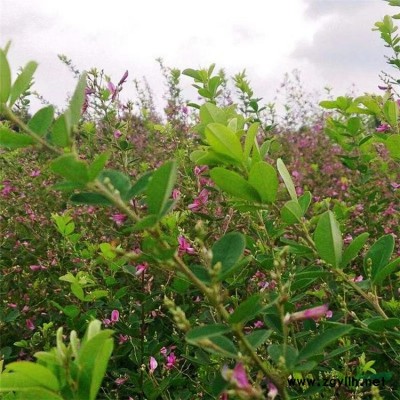產地批發 花境植物黃金香柳加侖盆苗 杯苗 袋苗 大桶苗