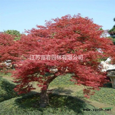 供應北美紅橡樹新品種歐洲紅櫟 紅橡樹小苗 變色好生長快 價格