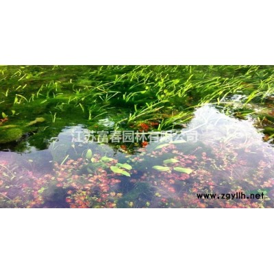 北海道黃楊瓜子黃楊大葉黃楊