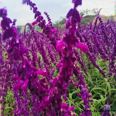 供應(yīng)陽光櫻 櫻花樹苗陽光櫻 庭院盆景大型粉色早櫻盆栽