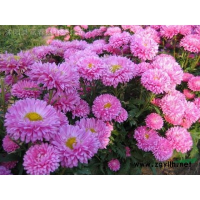 櫻花品種 京紅早櫻產(chǎn)地 花色大紅重瓣櫻花  京紅早櫻苗