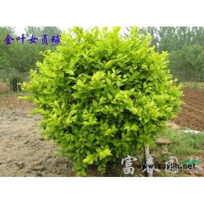 藍冰柏種植基地 直銷藍冰柏工程苗 綠化苗 規(guī)格* 量大從優(yōu)