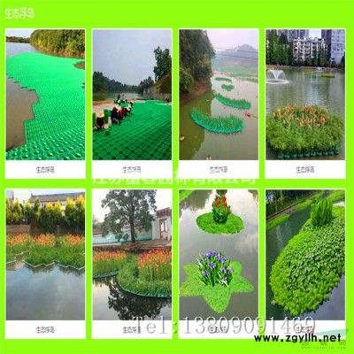 出售桂花 月桂 月桂樹 綠化苗木 庭院綠化 行道綠化