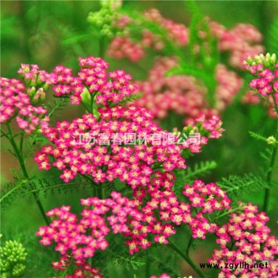 長期供應香港秀麗四照花 叢生四照花 樹形優美 量大優惠