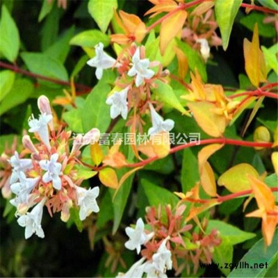 本公司出售 綠化苗木梅花苗 嫁接榆葉梅苗榆葉梅樹苗風景樹苗