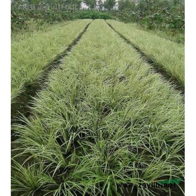 金陵黃楓花境植物 加侖盆苗 杯苗 袋苗 大桶苗 產(chǎn)地直銷