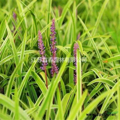 花境植物藍冰柏棒棒糖型加侖盆苗 杯苗 袋苗 大桶苗 產地批發