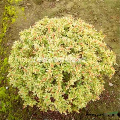 供應(yīng)八重紅枝垂櫻嫁接紅垂枝條陽春櫻花樹小苗庭院枝垂一年櫻花苗