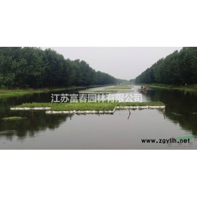 彩葉豆梨（秋火焰）秋火焰彩葉豆苗接穗