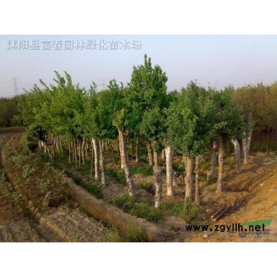 綠化園林供應(yīng)苗木 珙桐樹 珙桐苗 樹形飽滿 全冠栽培