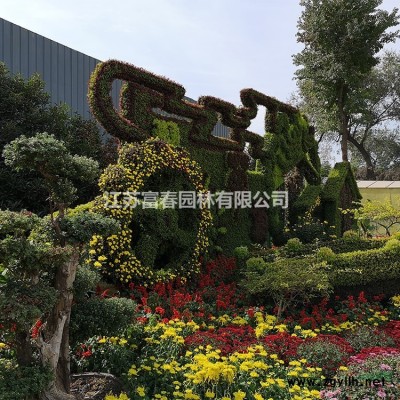 金邊埃比胡頹子 金邊埃比胡頹子球 金邊埃比胡頹子苗 大量出售