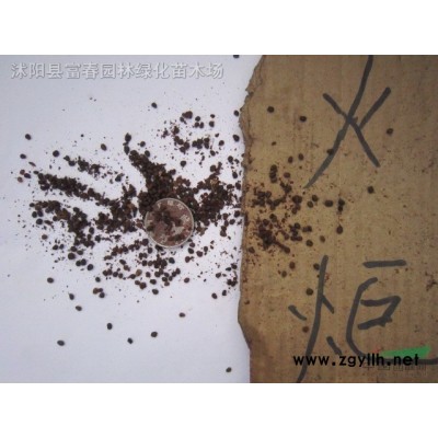 茶梅柱茶梅球 各種規格 基地直供 茶花 品種* 園林綠化