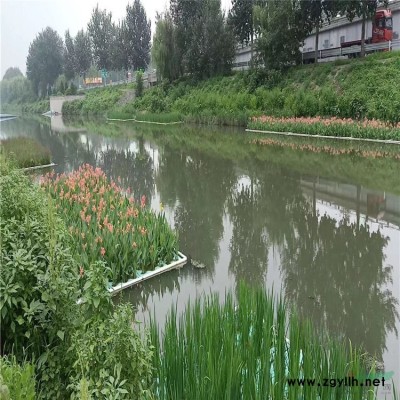 長期供應石蒜科植物 換錦花 換錦花苗 可做林下地被花卉 園林