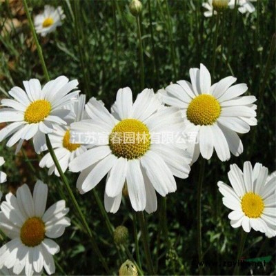 小丑火棘球 花境植物加侖盆苗 杯苗 袋苗 大桶苗苗圃價(jià)格