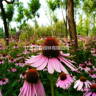 花境植物 紫穗狼尾草加侖盆苗 杯苗 袋苗 大桶苗 產地批發