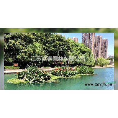 花境植物 藍(lán)阿爾卑斯刺柏加侖盆苗 杯苗 袋苗產(chǎn)地批發(fā)