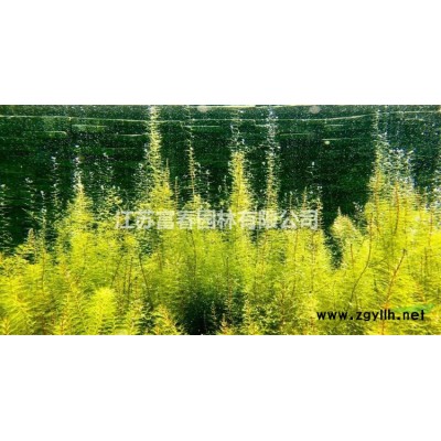 現貨直銷花葉梔子小苗 綠化栽植花葉梔子 綠化工程花葉梔子