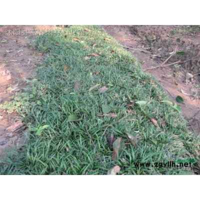 產(chǎn)地直銷 加侖盆苗金邊胡頹子球 花境植物 批發(fā)價(jià)格