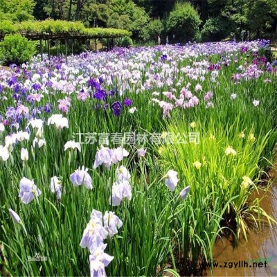 水果藍花境植物 加侖盆苗 杯苗 袋苗 大桶苗 產地批發