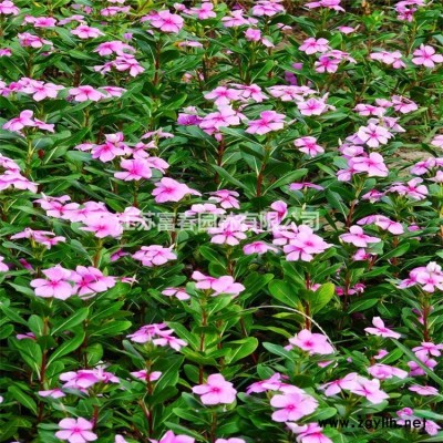 花境植物 礬根加侖盆苗 杯苗 袋苗 大桶苗 產地批發