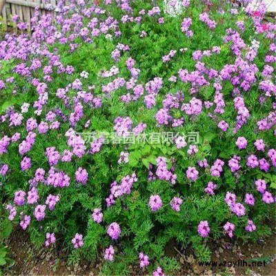 彩葉豆梨貴族產(chǎn)地 變色好 樹形優(yōu)美