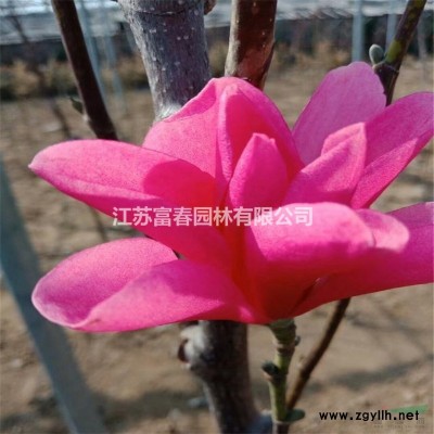 基地直銷 獨桿 叢生 美人梅 美人梅苗 行道綠化 庭院觀花