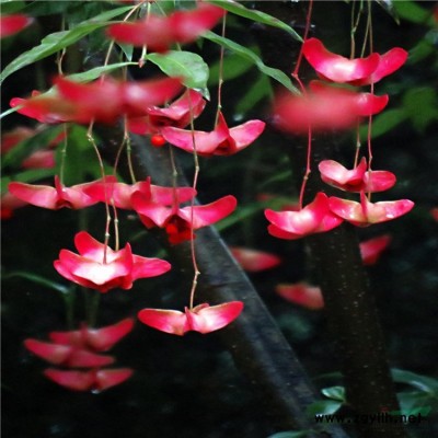 美國(guó)藍(lán)杉花境植物加侖盆苗杯苗袋苗 大桶苗 產(chǎn)地直銷 苗圃價(jià)格