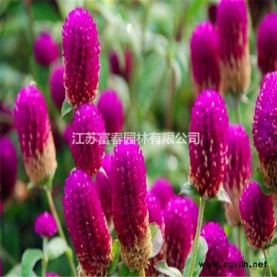 細葉畫眉草花境植物 加侖盆苗 杯苗 袋苗 大桶苗產地價格