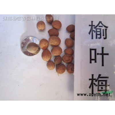 產地直銷 批發價格花境植物 矢羽芒加侖盆苗 杯苗袋苗 大桶苗
