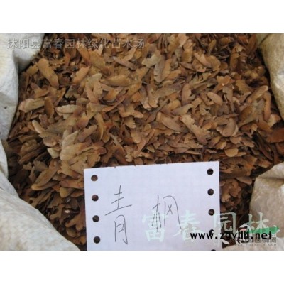 花境植物 紫葉狼尾草加侖盆苗 杯苗 袋苗 大桶苗 產地批發