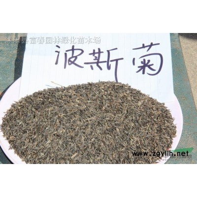 花境植物大麻葉澤蘭加侖盆苗 杯苗 袋苗 大桶苗 產地批發價格