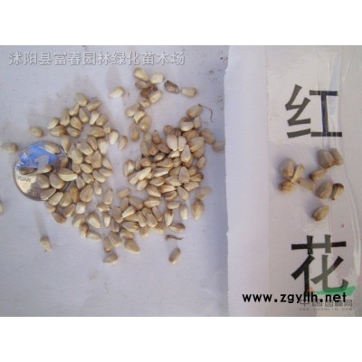 玉蘭*新品種 嬌紅玉蘭產(chǎn)地 嬌紅一號玉蘭苗 大紅花重瓣玉
