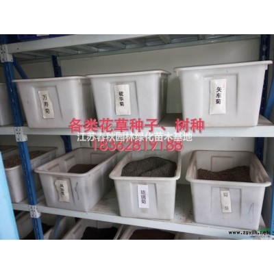江蘇大量迎春床苗 ，各種規格工程用苗基地/價格/圖片產地