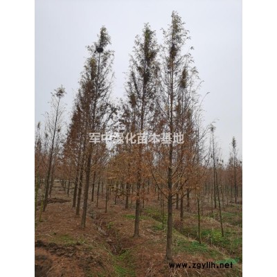 供應各類花草種子，樹種基地/圖片/價格/產地