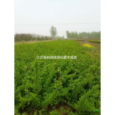 紅王子錦帶床苗基地/各種規格工程用苗價格/產地/圖片