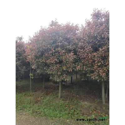 河南紅黃白紫玉蘭，2-50公分供應(yīng)