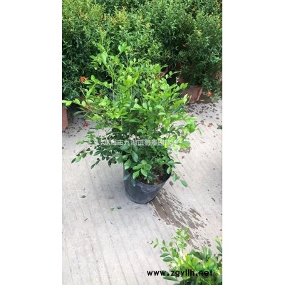 華棕價(jià)格 華棕報(bào)價(jià) 華棕求購(gòu) 華棕行情 華棕批發(fā) 華棕產(chǎn)地