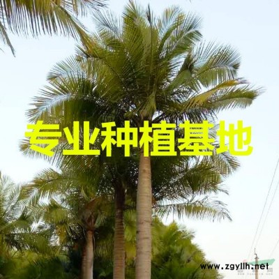 福建老人葵價(jià)格 圖片