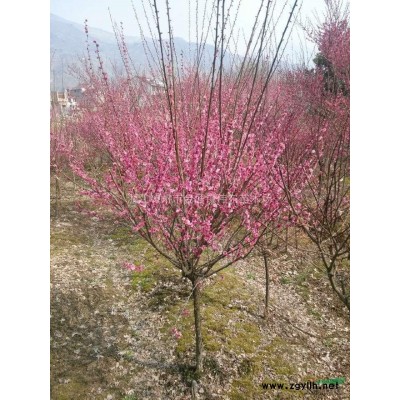 供應(yīng)10-20公分四季桂