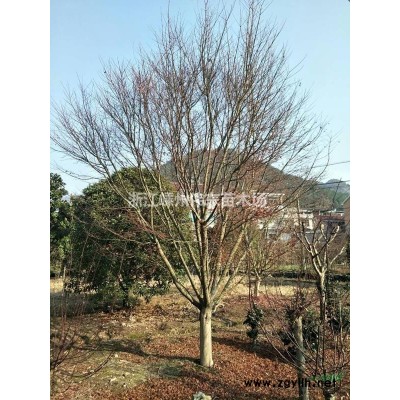 五針?biāo)伞⒄憬遽標(biāo)尚畔?/></a>
<div><a href=