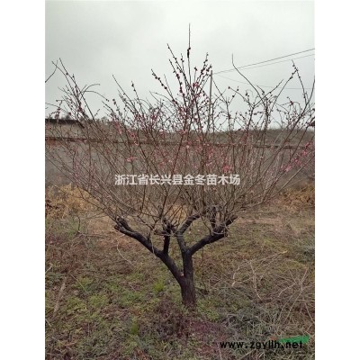 雞爪槭