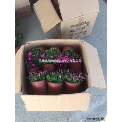 杭州富陽供應(yīng)大花月季